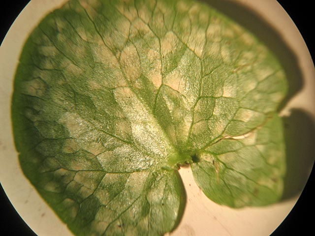Entyloma ficariae sur Ranunculus ficaria